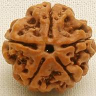 five face rudraksha mumbai